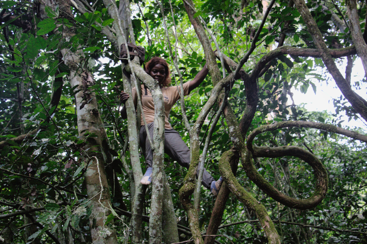Marlyse installing an acoustic unit on a tree to capture the barking of elephants in the Lobéké National Park. Image by Yannick Kenné for Mongabay.