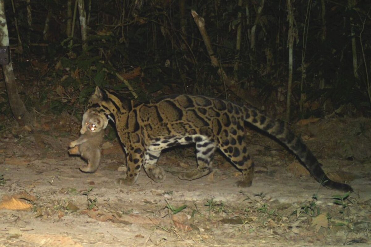 Credit: Digboi Forest Division