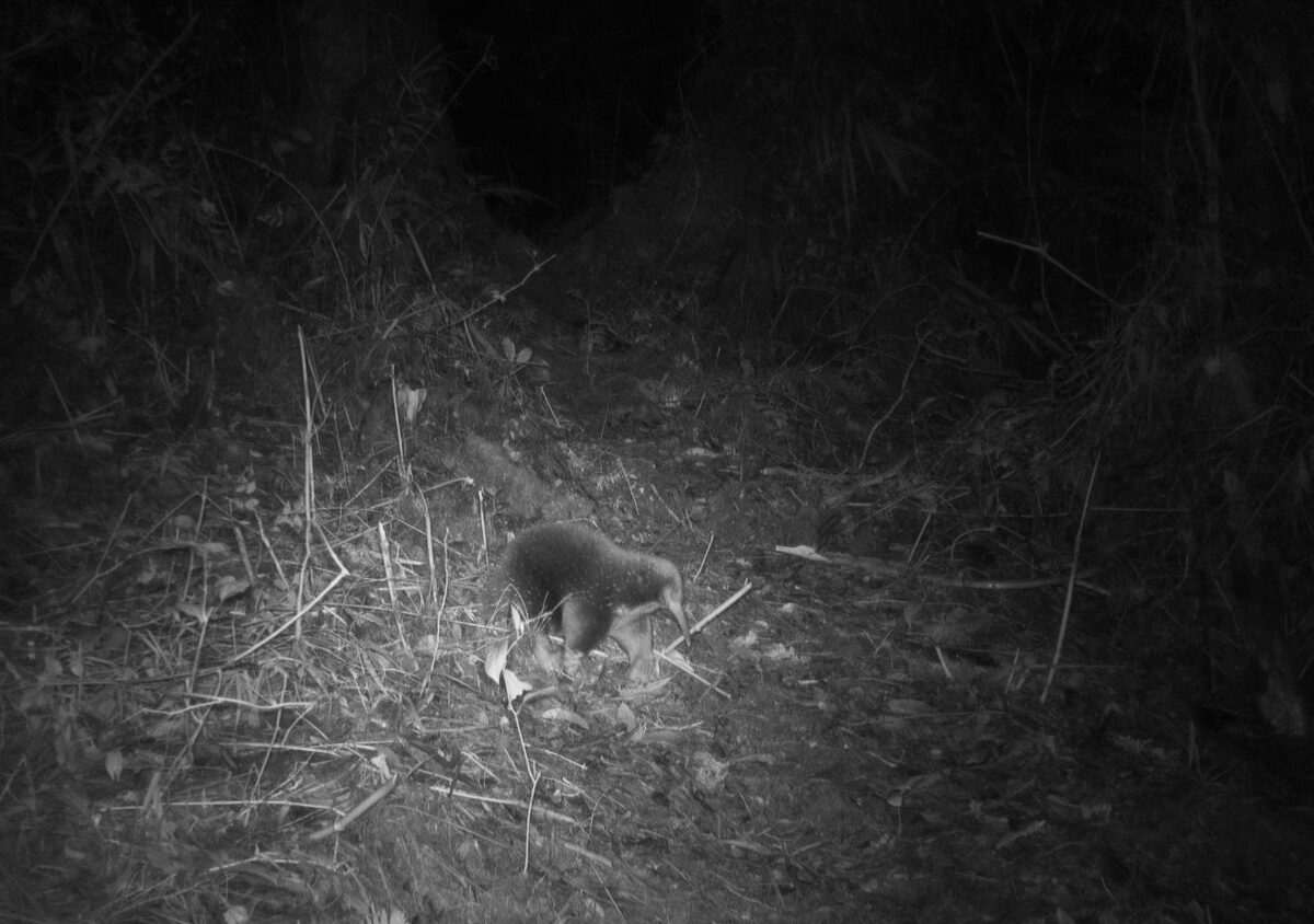 Attenborough’s long-beaked echidna, courtesy of Morib et al., 2025.