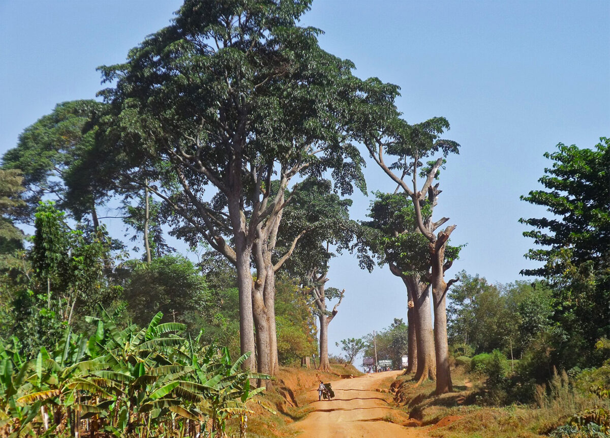 Milicia excelsa trees by the roadside in Manafwa District of Uganda. Commonly known as iroko, mvule or African teak, the tree is prized for its hardwood, and is listed as near threatened by the IUCN. Image by Fenrith via Wikimedia Commons