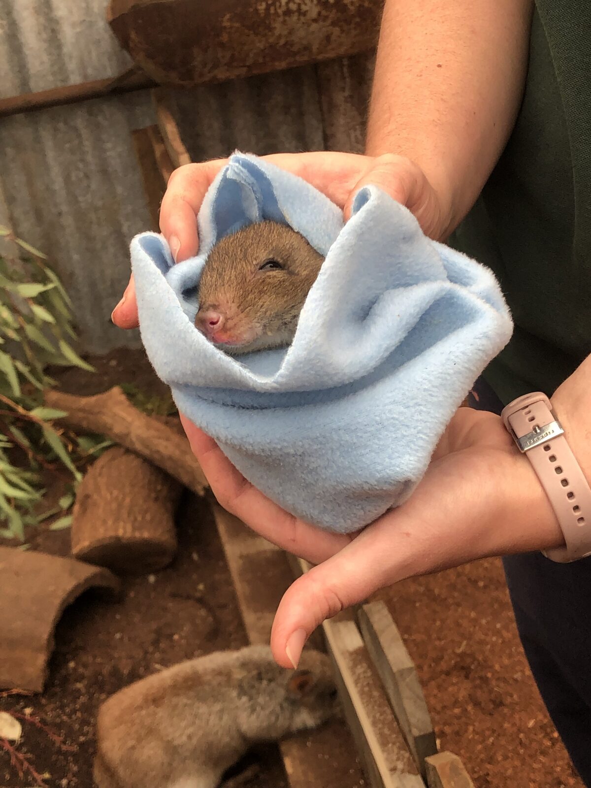 Baby woylie (Bettongia penicillata) at Caversham Wildlife Park, Western Australia.