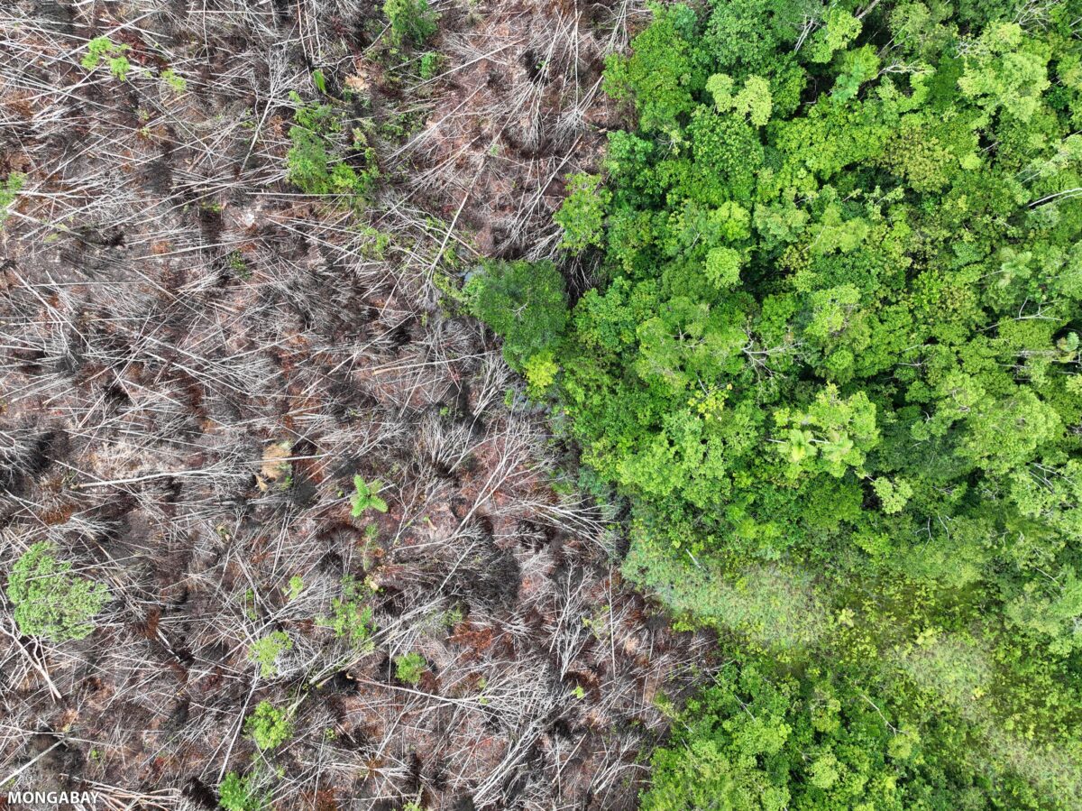 Recent deforestation for oil palm in the Amazon rainforest