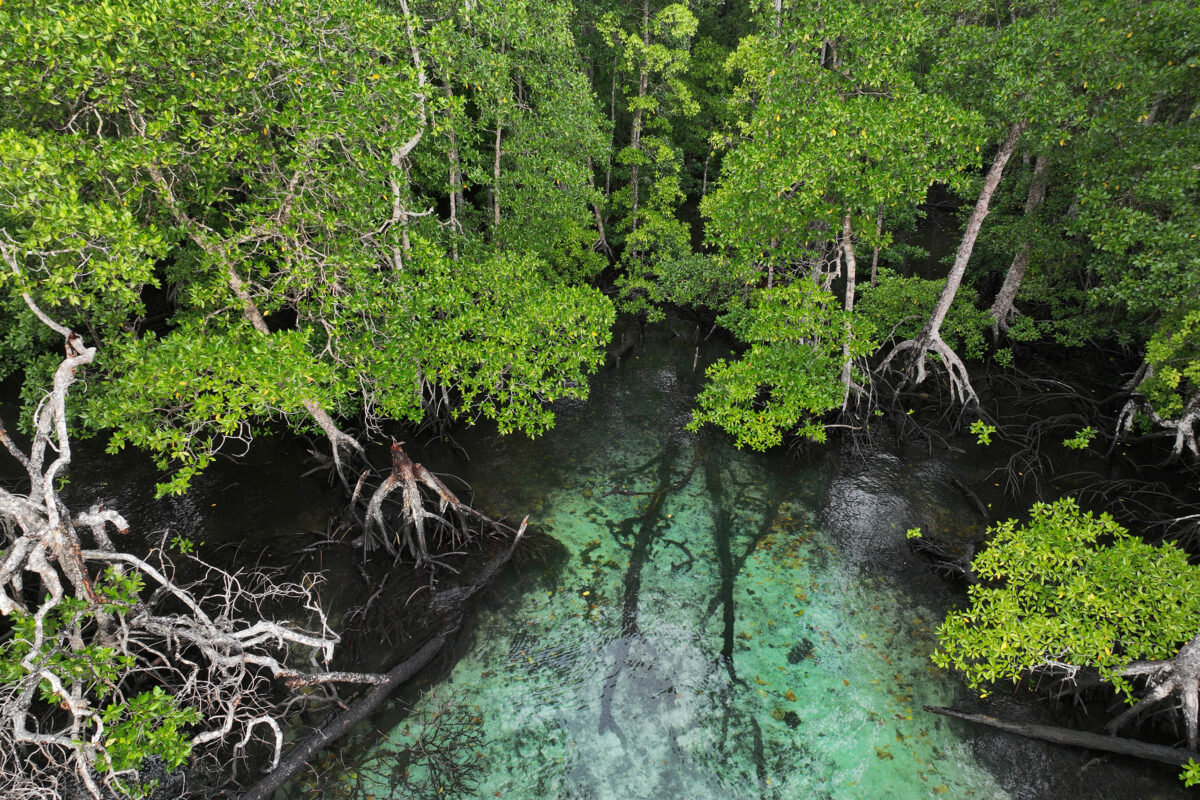 Mangroves in Raja Ampat, Indonesia. Photo by Rhett Ayers Butler.