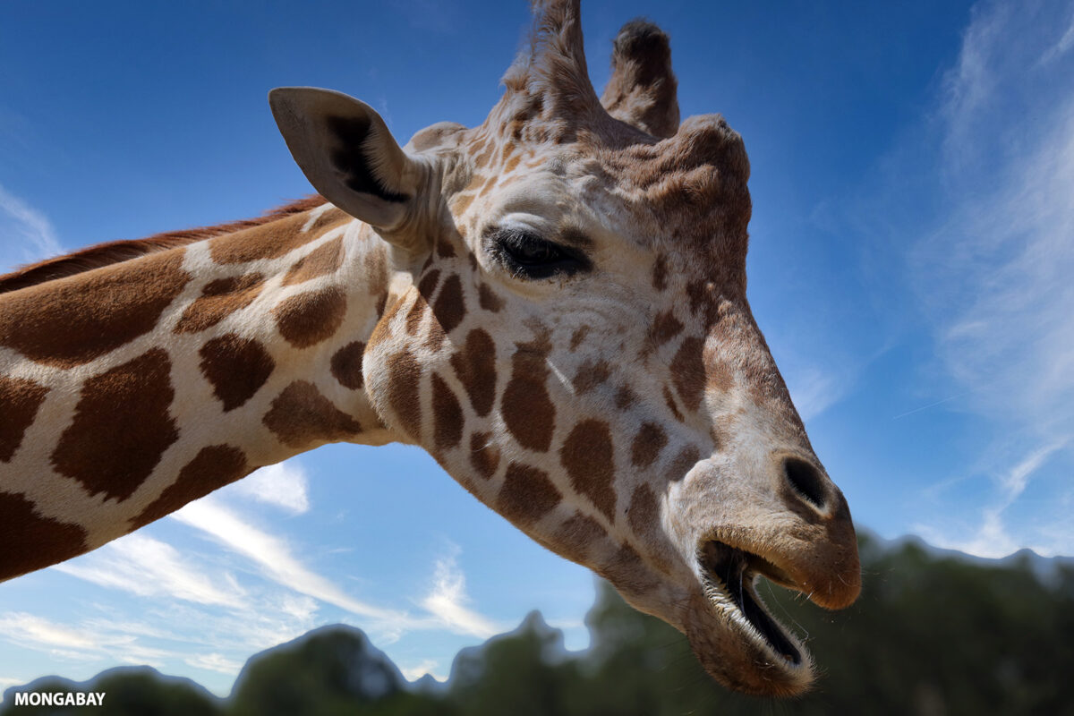 Giraffe. Photo by Rhett Ayes Butler