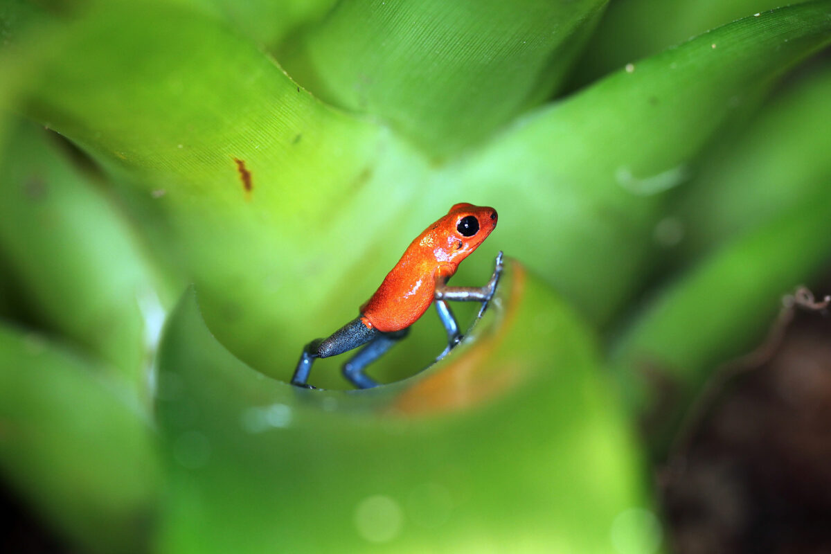 Oophaga pumilio poison dart frog in Costa Rica. Photo by Rhett Ayers Butler