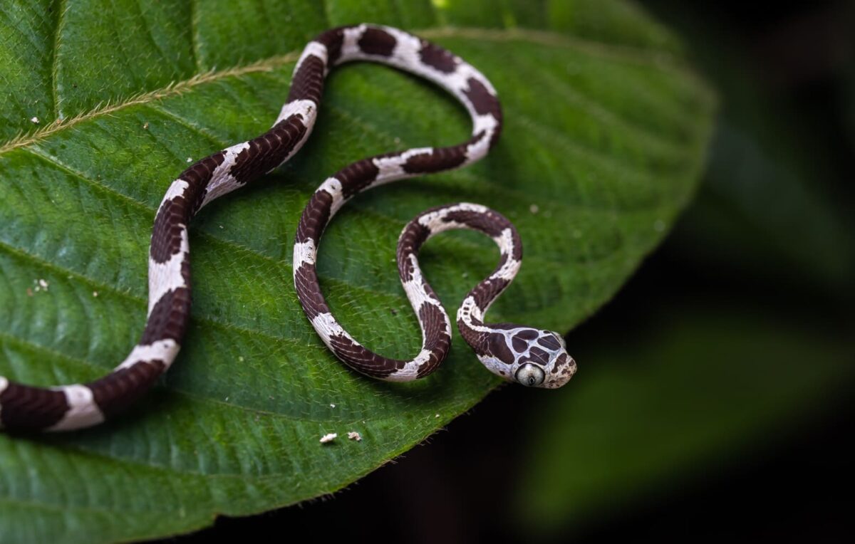 Biological studies of the regional conservation area have identified 53 species of reptile. Image courtesy of Diego Pérez (SPDA).