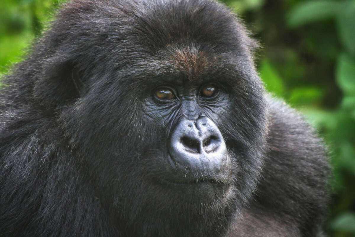 Mountain gorilla. Image by Rhett Ayers Butler