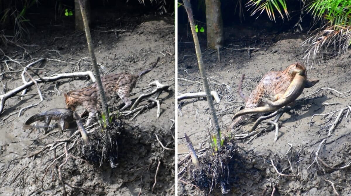 In July, a fishing cat was photographed feeding on a monitor lizard near Pirkhali, a part of Sajnekhali Wildlife Sanctuary. Image by Soumyadip Santra.