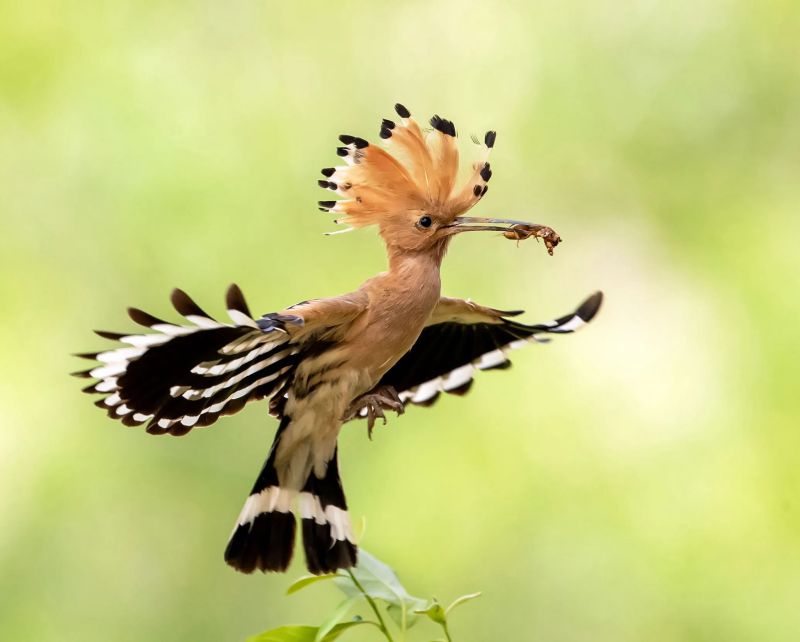 The Eurasian hoopoe (Upupa epops). Image courtesy of the Royal Society For The Protection Of Birds (RSPB).