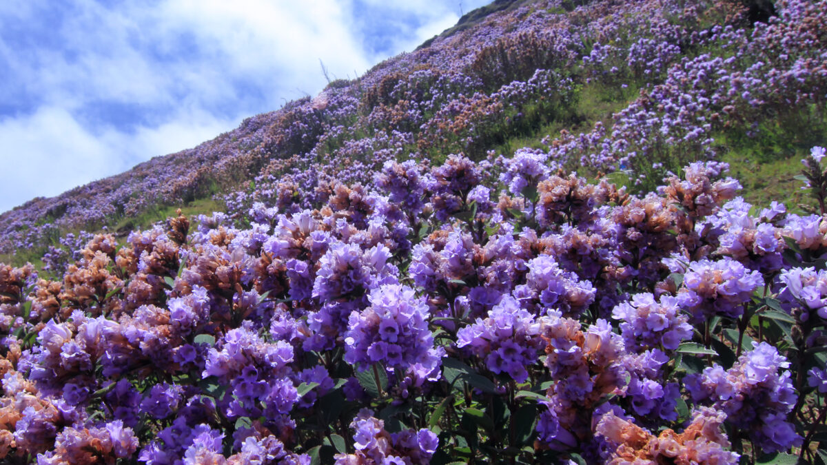 Strobilanthes blooming offers spectacular events in India’s Western Ghats. Image courtesy of Vinod Paulmathi.
