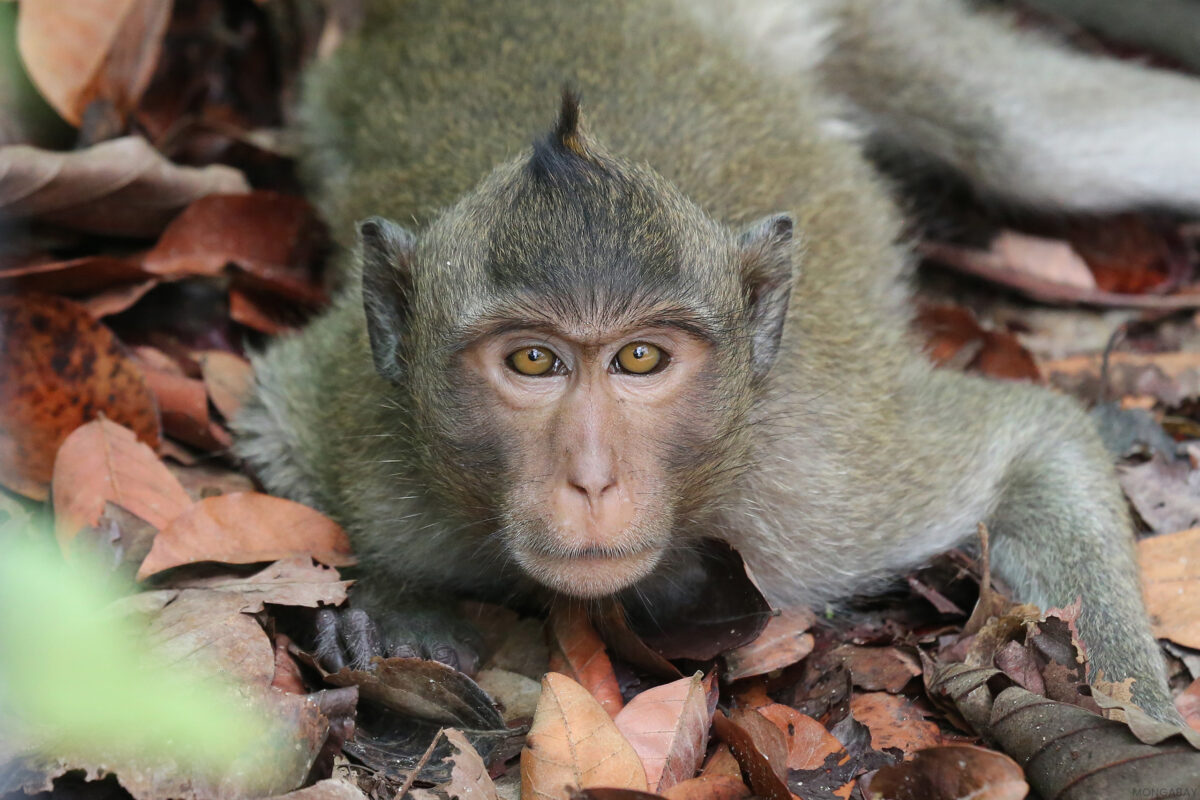 Long-tailed macaque in Cambodia. My photo