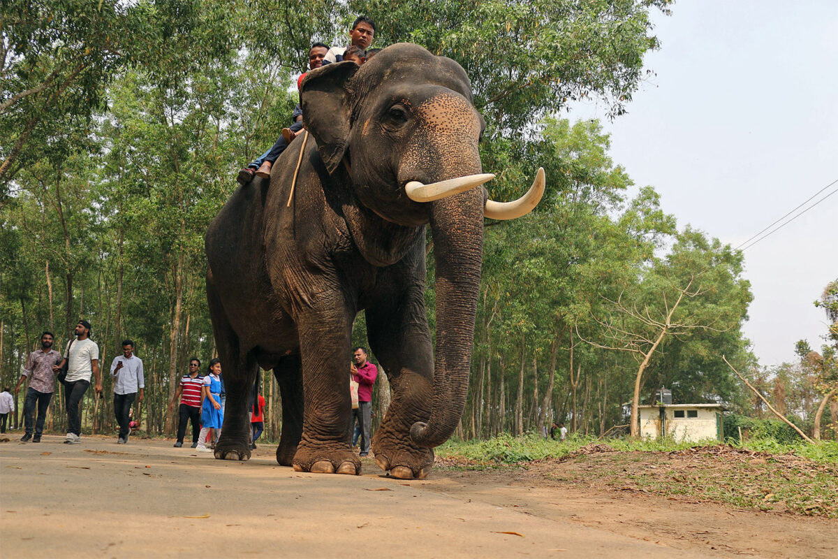 Visitors to a safari park in Gazipur enjoy a ride on an elephant. Historically, elephants in Bangladesh have been used for a variety of purposes, including amusement and carrying timbers and goods. Image by SabbirAbeir (Md Sabbir) via Wikimedia Commons.