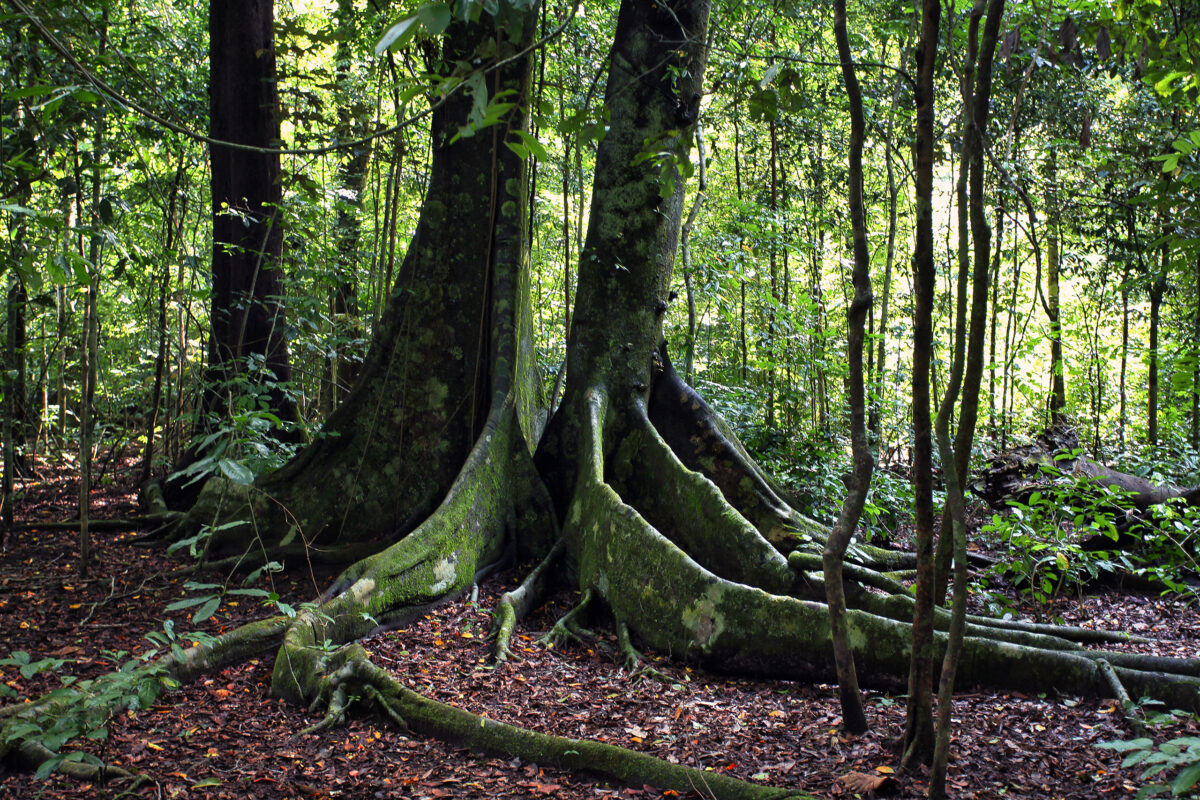 Buttress roots of a rainforest tree in Indonesia. Photo by Rhett Ayes Butler