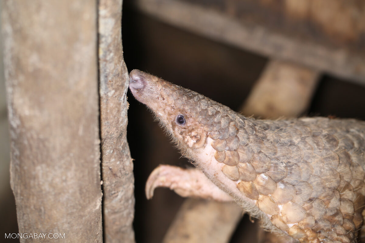 Pangolin. Photo by Rhett Ayers Butler