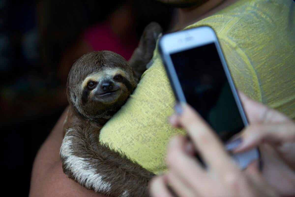 Sloths are displayed to tourists in countries like Brazil, Colombia and Peru. Image courtesy of World Animal Protection/Nando Machado.