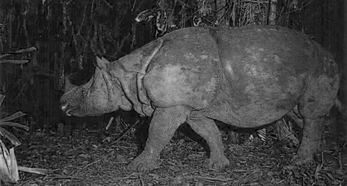 A Javan rhino spotted on camera trap in Ujung Kulon National Park. Image courtesy of the Indonesian Ministry of Environment and Forestry.