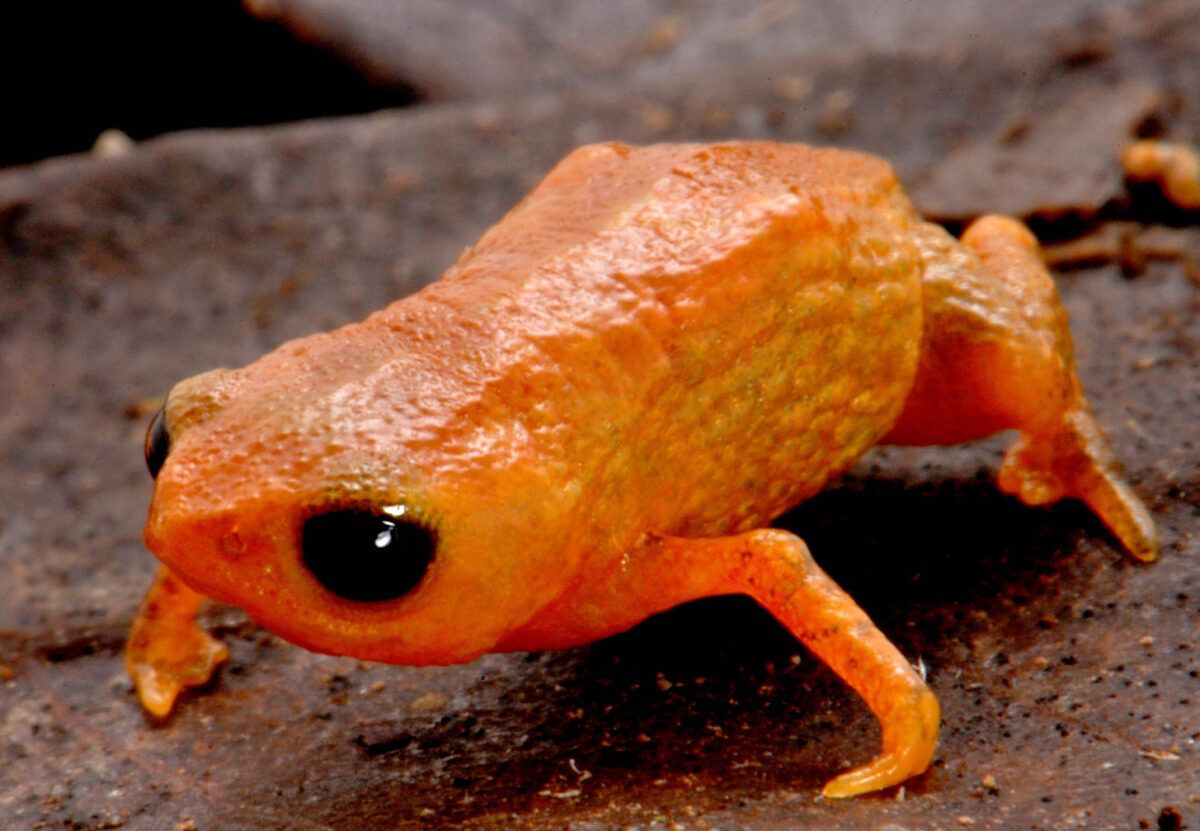 Male Brachycephalus lulai. Photograph by Luiz F. Ribeiro.