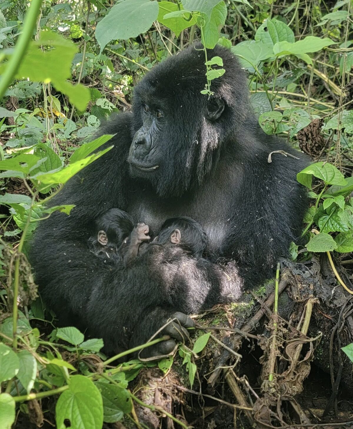 Mafuko and twins. Courtesy of Virunga National Park.