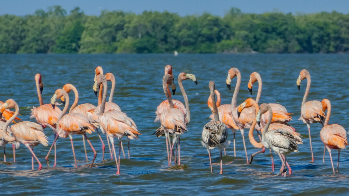 Flamingos in Bigi Pan, Nickerie, Suriname. Image by Jeroen van Luin.