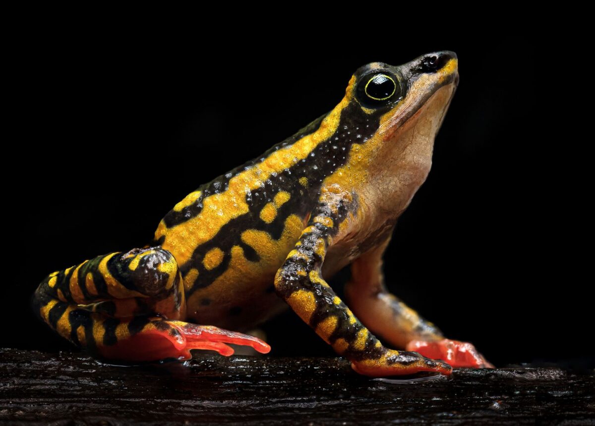 The endangered clown frog (Atelopus varius). Image by Daniel Alarcón/Conservation International-Bolivia