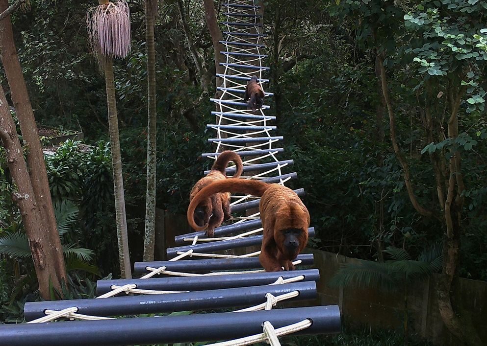 Howler monkeys using an artificial bridge at Fontes do Ipiranga State Park in São Paulo. Image courtesy of the São Paulo State Secretariat of Infrastructure and Environment (SEMIL).
