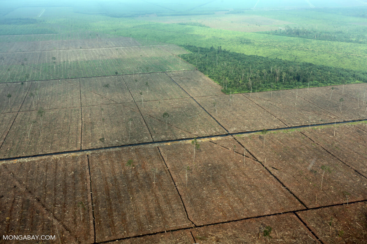 Forest clearing in Riau. Photo by Rhett Ayers Butler